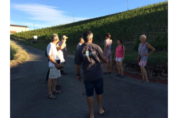 Balade commentée avec un vigneron Office de Tourisme Beaujolais Monts & Vignoble